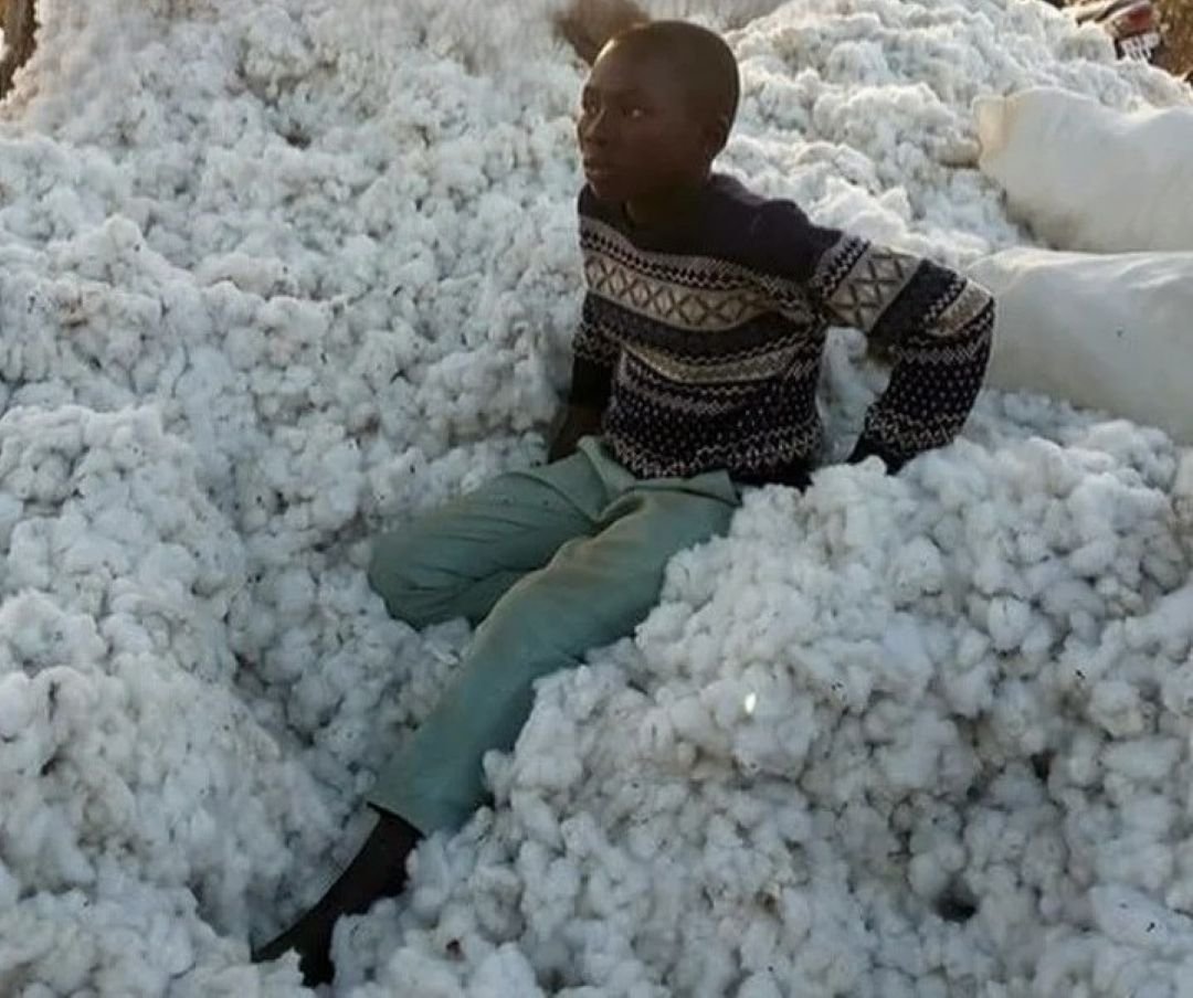 Africa’s Cotton Industry Gains Momentum as China, Pakistan and India Broaden Asian Demand