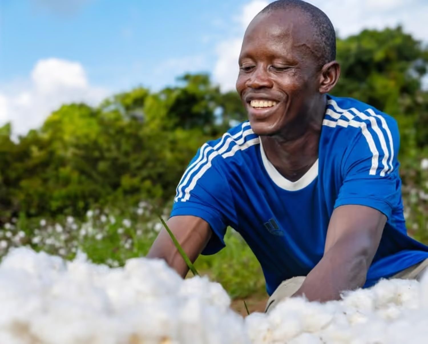Africa May Stop Exporting Raw Cotton in 15–20 Years as Textile Manufacturing Gains Momentum