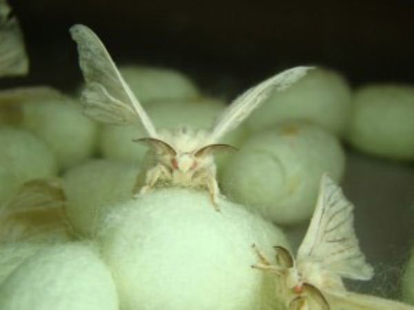 Kraig Biocraft Launches Performance Yarn Program Built on Recombinant Spider Silk