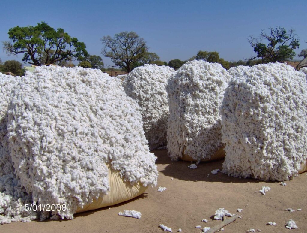 Burkina Faso’s Mission to Increase Cotton Output and Bypass Middlemen in Exports Burkina Faso’s Mission to Increase Cotton Output and Bypass Middlemen in Exports