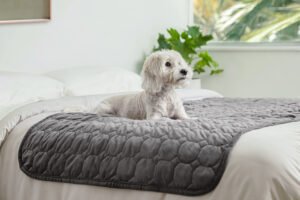 Yagi takes LAVATECH functional textile technology into global pet-wellness market fujiloom 1